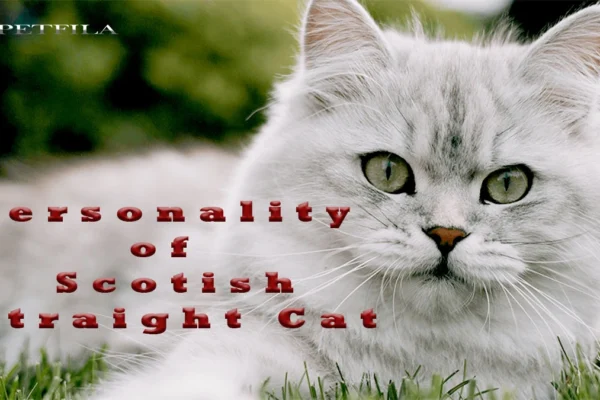 How Scottish Straight Cat Personality Helps Create a lovable Relationship