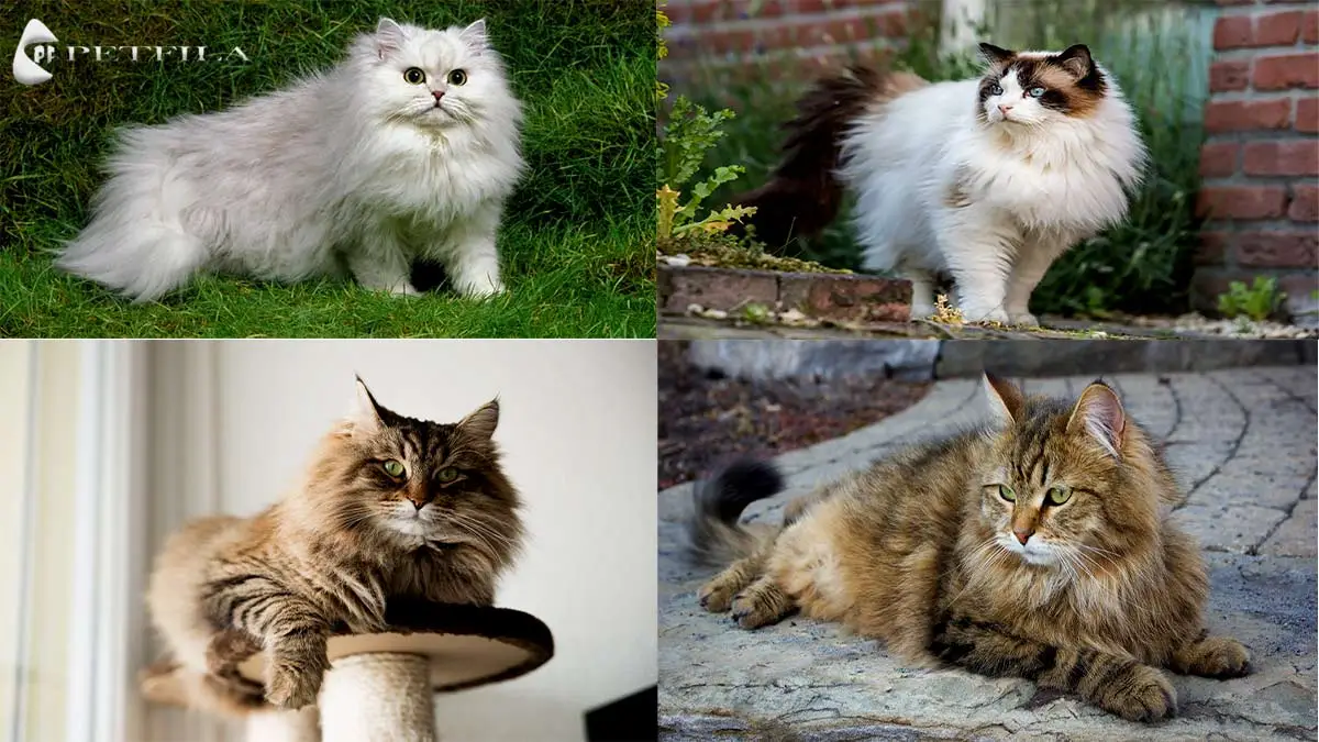 Fluffy Cat Breeds: The Luxurious Felines Everyone Adores