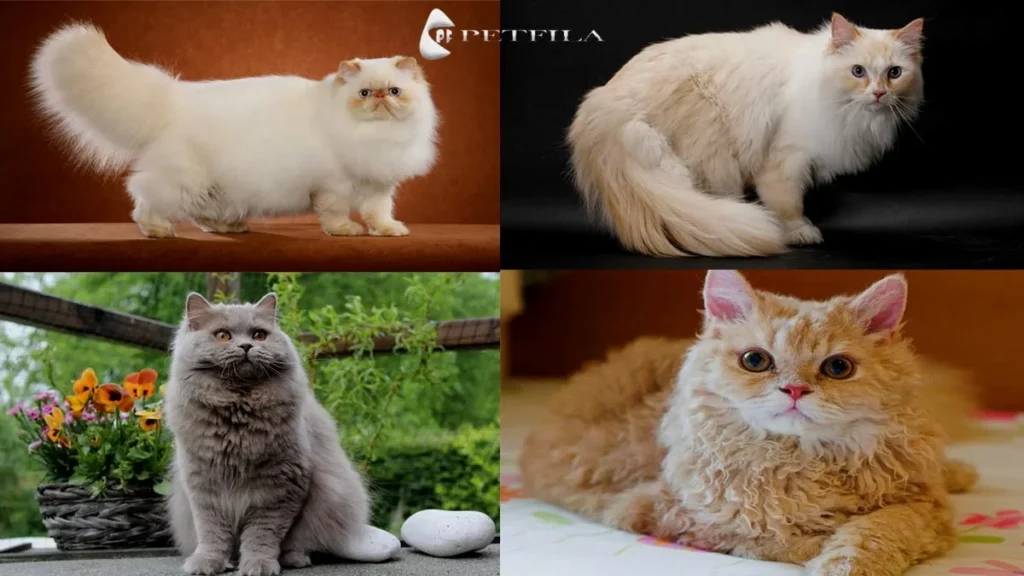 Fluffy Cat Breeds: The Luxurious Felines Everyone Adores