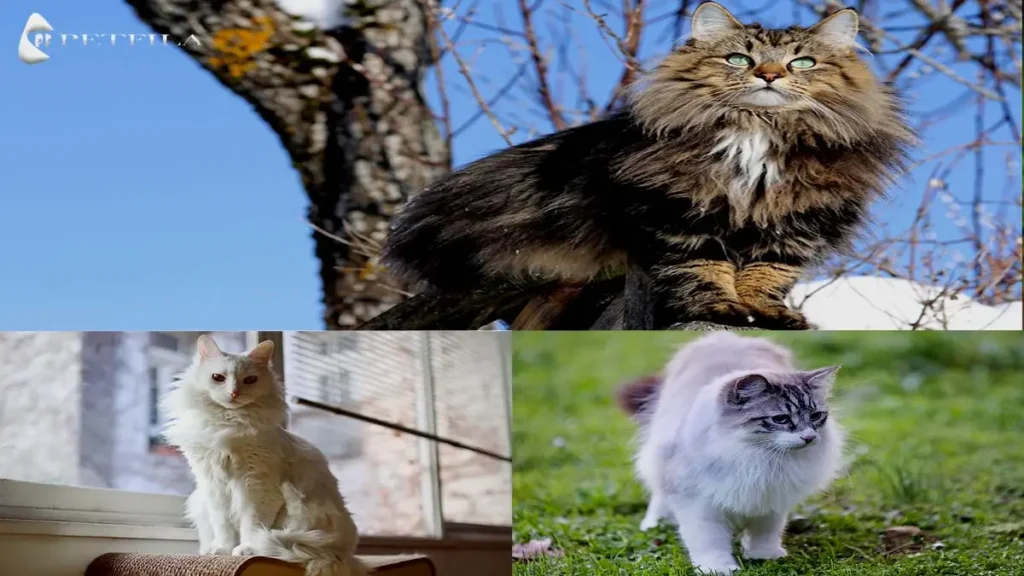 Fluffy Cat Breeds: The Luxurious Felines Everyone Adores