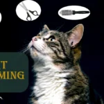 Your Guide To Cat Grooming: Tips For a Healthy & Happy Feline