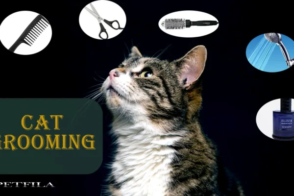 Your Guide To Cat Grooming: Tips For a Healthy & Happy Feline