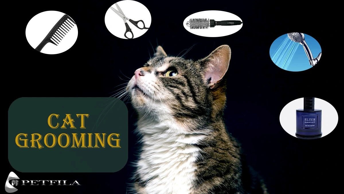 Your Guide To Cat Grooming: Tips For a Healthy & Happy Feline