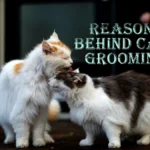 10 Amazing Facts About Why Do Cats Groom Each Other​