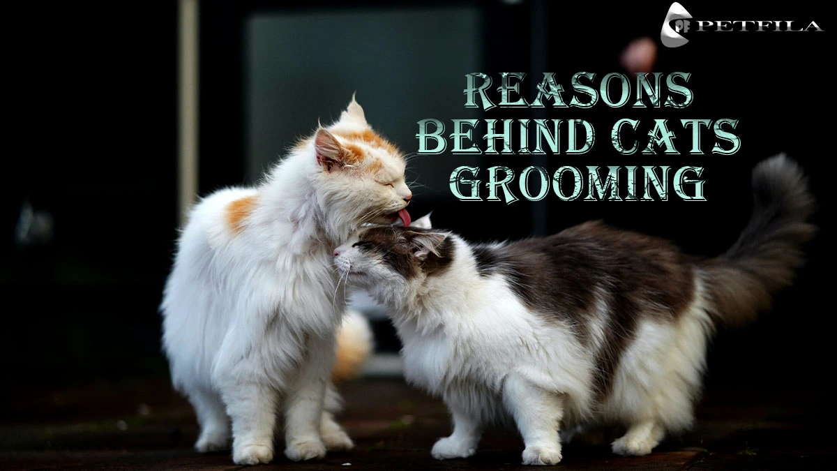 10 Amazing Facts About Why Do Cats Groom Each Other​