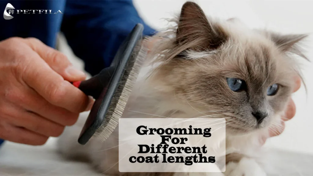 Can a Birman Cat Have Short Hair?