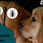 How To Spot And Eliminate Dog Fleas Instantly?