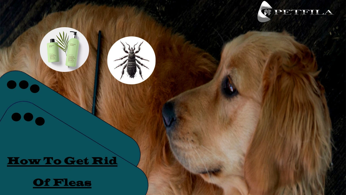 How To Spot And Eliminate Dog Fleas Instantly?