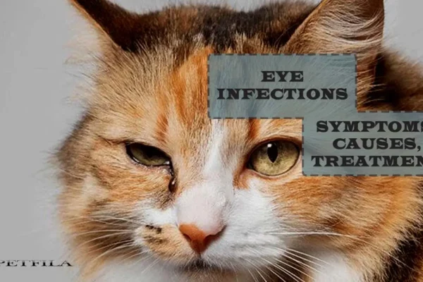 Kitten Eye Infection: Causes, Symptoms, and Treatment