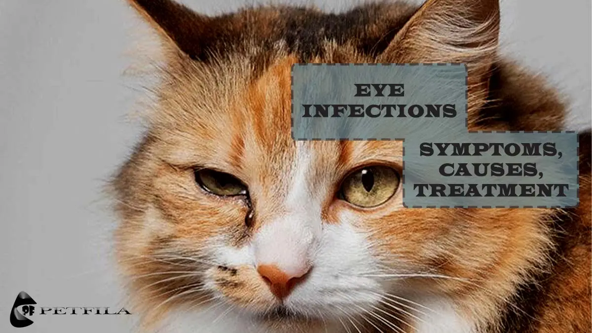 Kitten Eye Infection: Causes, Symptoms, and Treatment