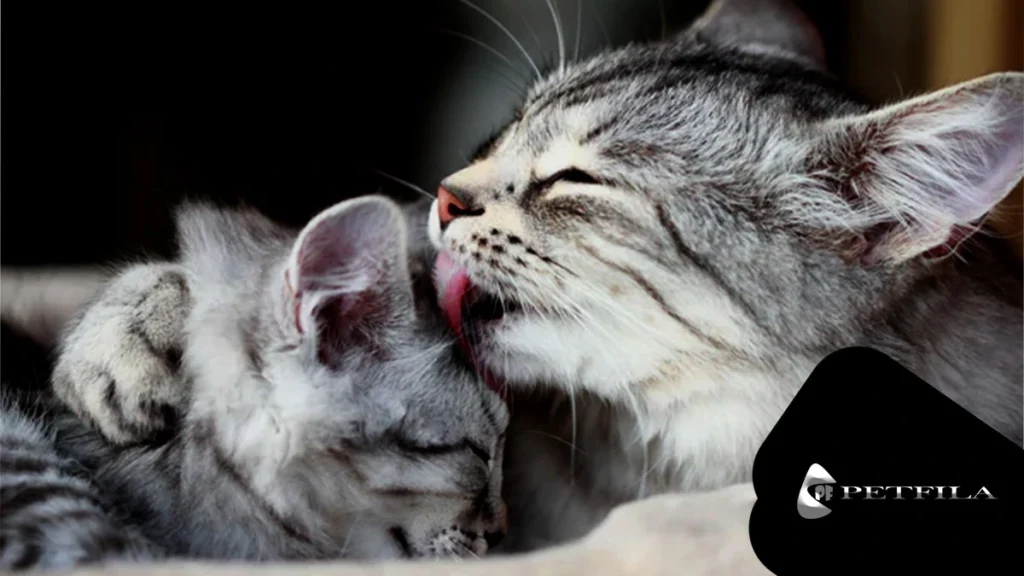 10 Amazing Facts About Why Do Cats Groom Each Other​