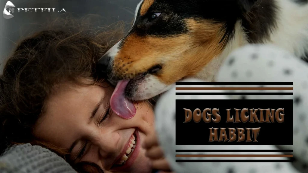 Why Do Dogs Lick You? Tips To Control Excess Licking