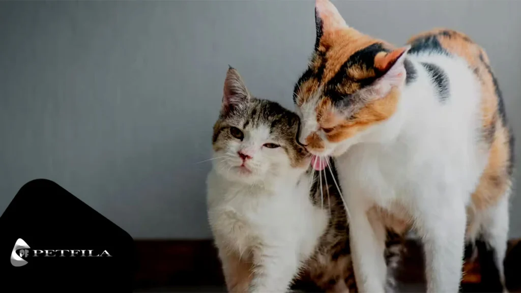 10 Amazing Facts About Why Do Cats Groom Each Other​