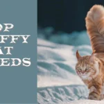 Fluffy Cat Breeds: The Luxurious Felines Everyone Adores