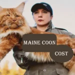 Maine Coon Cat Cost: Everything You Need to Know