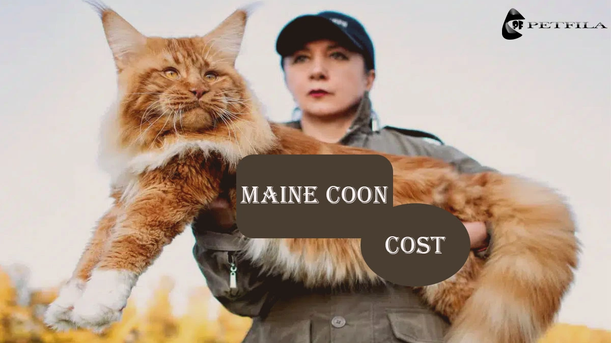 Maine Coon Cat Cost: Everything You Need to Know