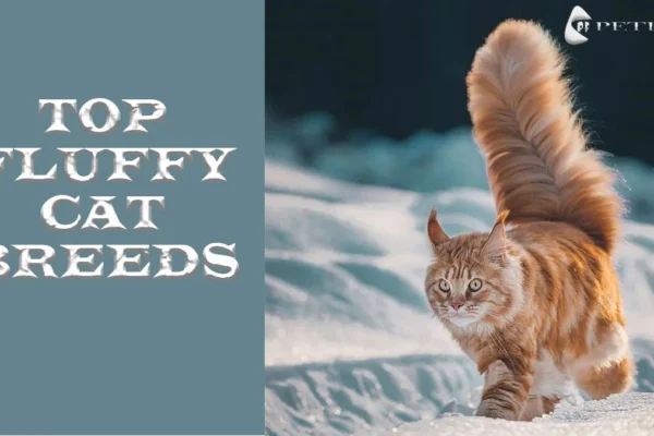 Fluffy Cat Breeds: The Luxurious Felines Everyone Adores