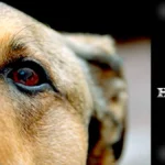 “Vision Matters”: Guide to Common Dog Eye Health Issues