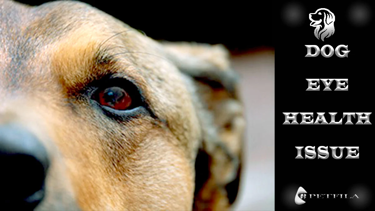 “Vision Matters”: Guide to Common Dog Eye Health Issues