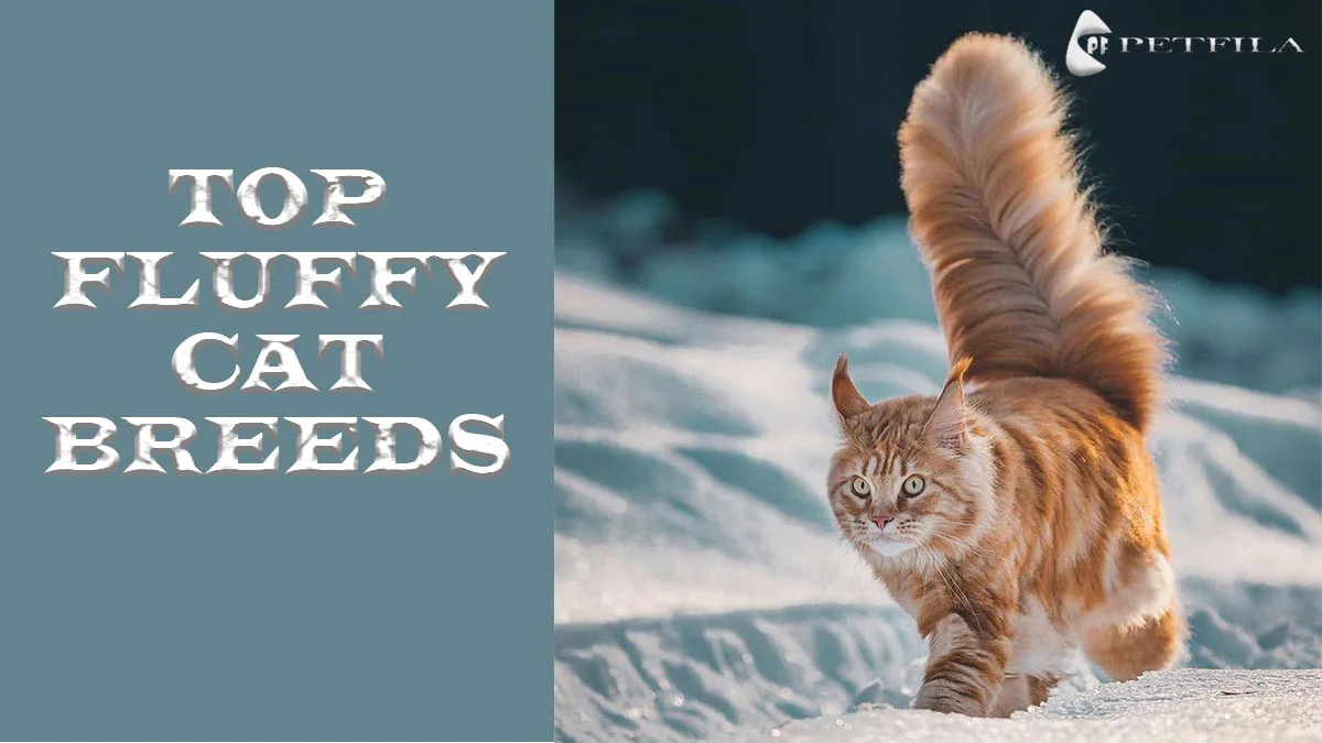 Fluffy Cat Breeds: The Luxurious Felines Everyone Adores