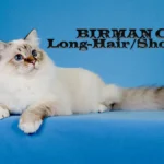 Can a Birman Cat Have Short Hair?