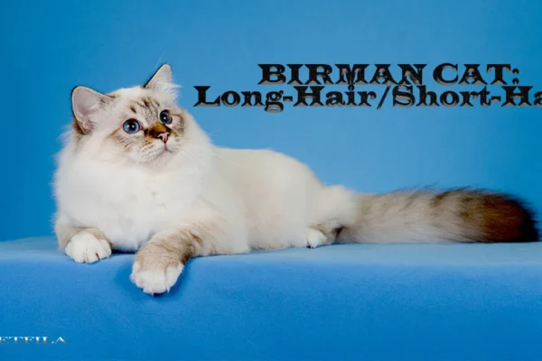 Can a Birman Cat Have Short Hair?