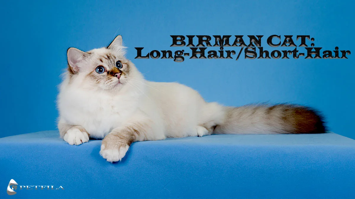 Can a Birman Cat Have Short Hair?