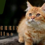 Munchkin Cat: Why To Be Special?