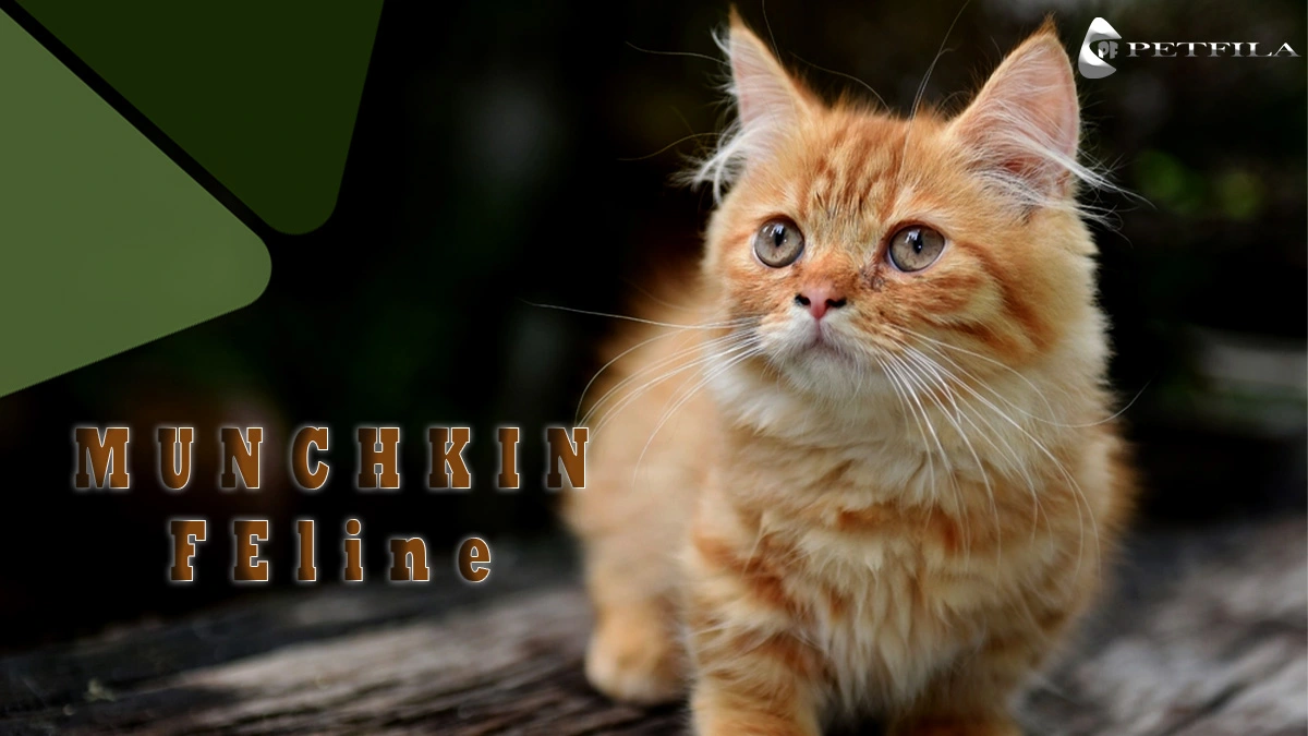 Munchkin Cat: Why To Be Special?