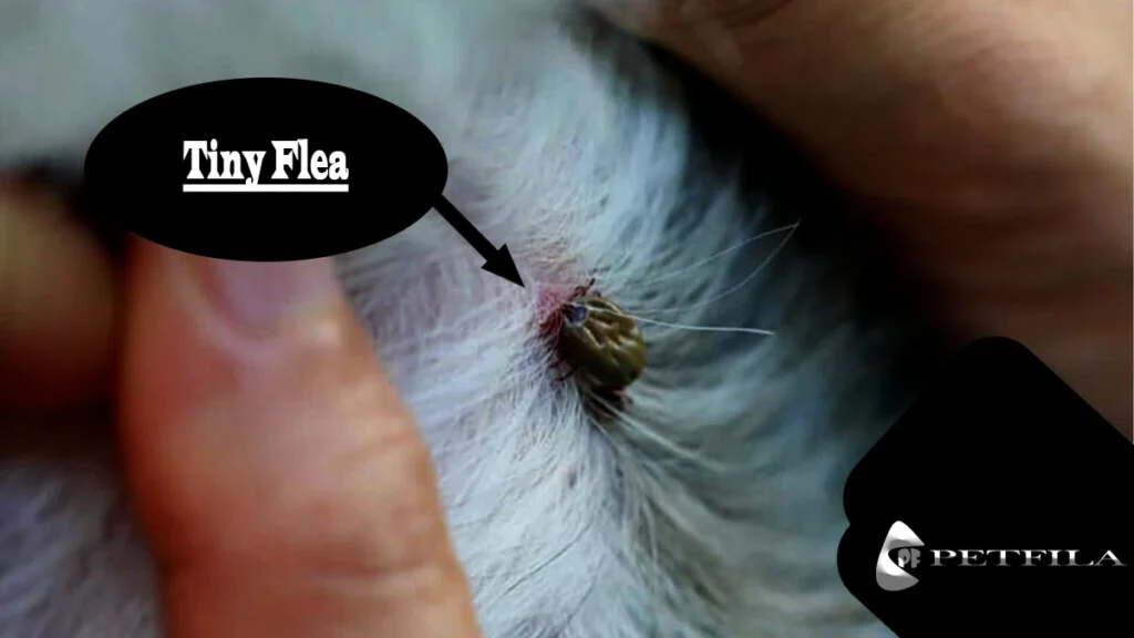 How To Spot And Eliminate Dog Fleas Instantly?