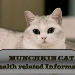 Munchkin Cat Health Issues: Symptoms, Diagnosis, And Treatment