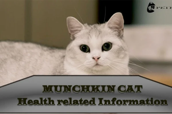 Munchkin Cat Health Issues: Symptoms, Diagnosis, And Treatment