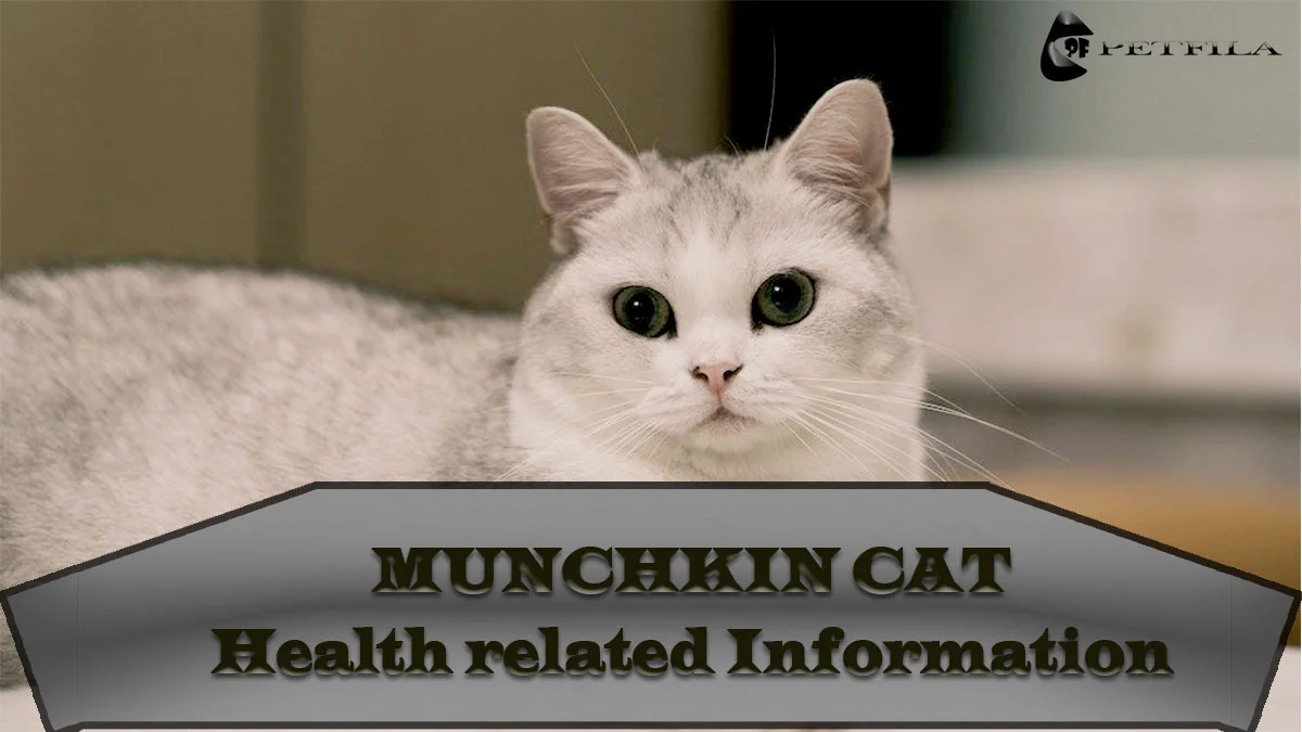 Munchkin Cat Health Issues: Symptoms, Diagnosis, And Treatment