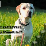 Do Labrador Retrievers Shed? Expert Tips to Control It