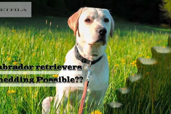 Do Labrador Retrievers Shed? Expert Tips to Control It