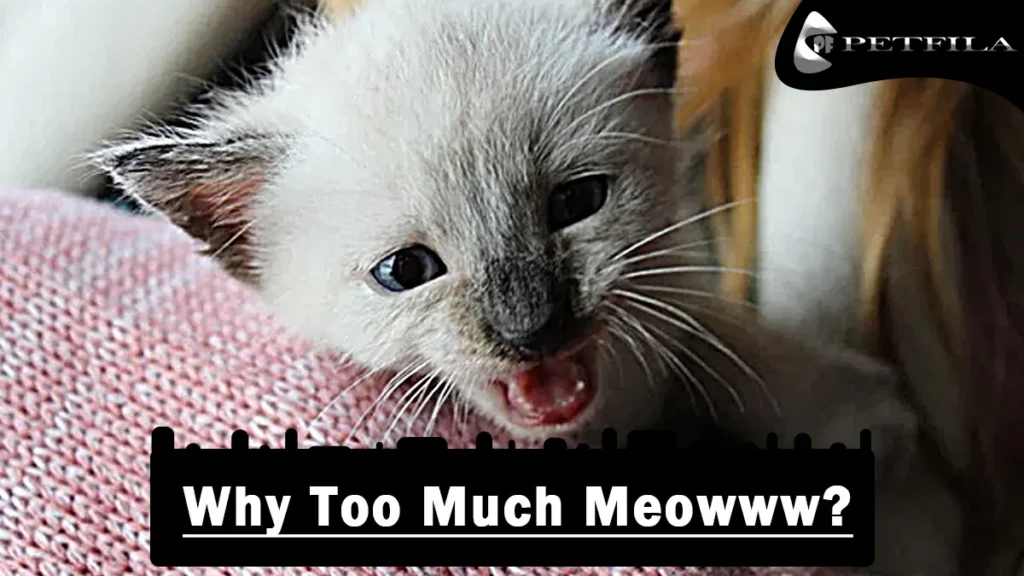 Why Do Siamese Cats Meow So Much?