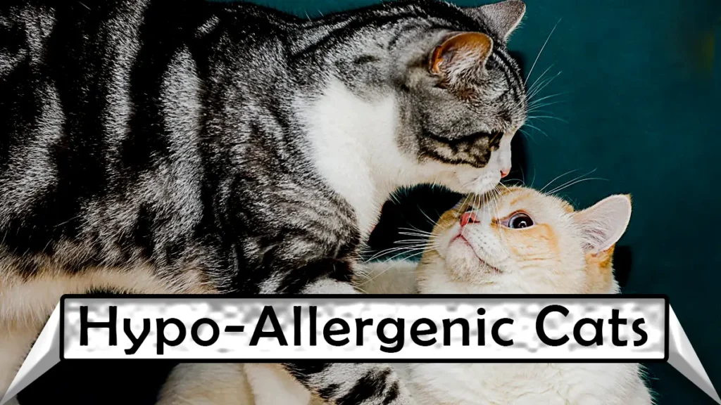 Ultimate Guide to Hypoallergenic Cats: Sneeze-Free Joy
