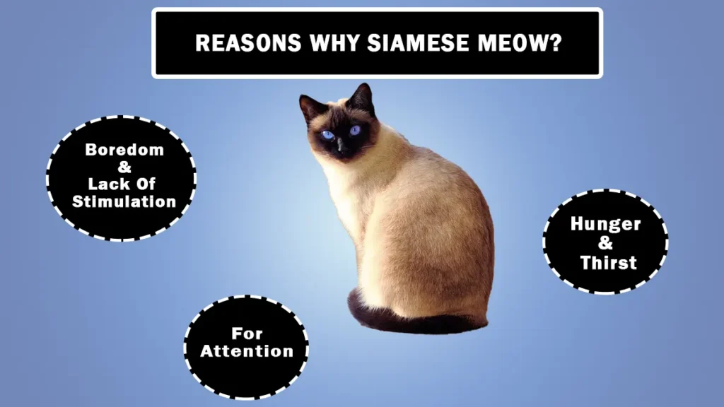Why Do Siamese Cats Meow So Much?