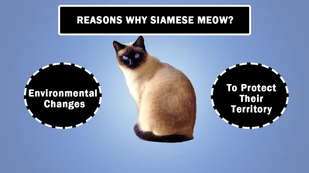 Why Do Siamese Cats Meow So Much?