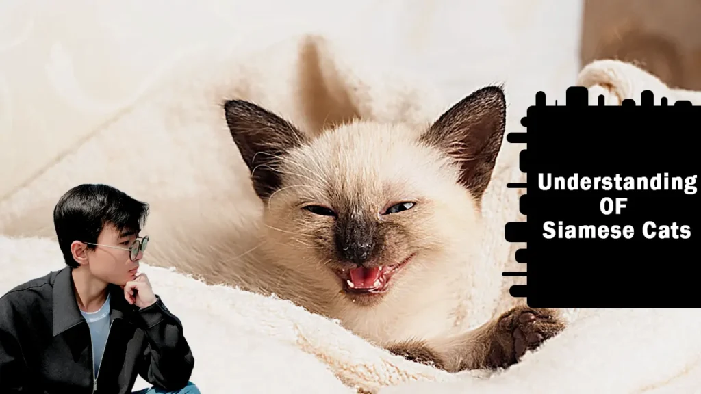 Why Do Siamese Cats Meow So Much?