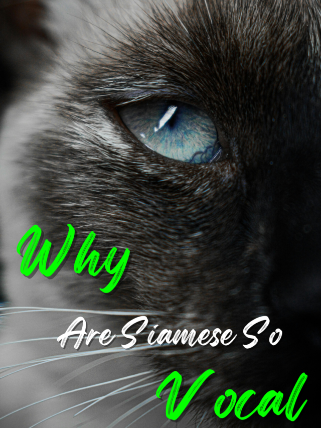 Why Siamese Cats Meow So Much?