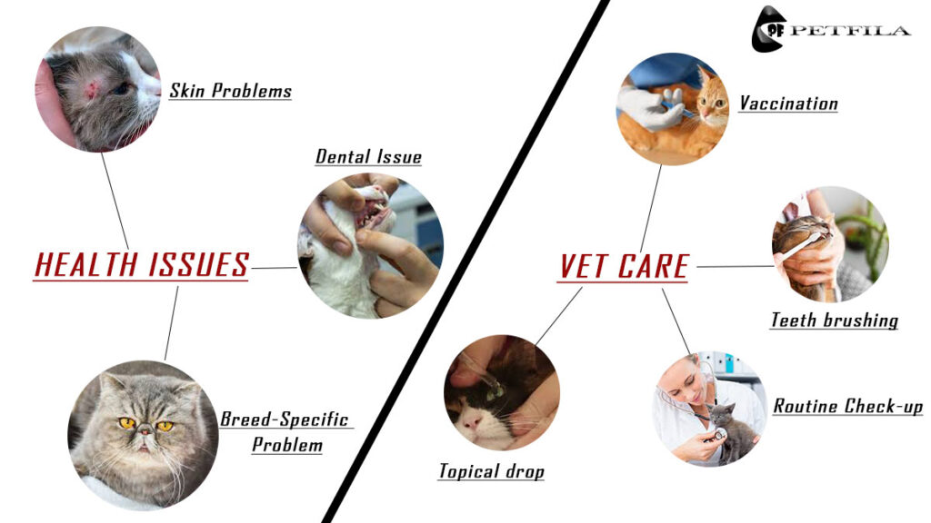 Ultimate Guide to Hypoallergenic Cats: Sneeze-Free Joy
