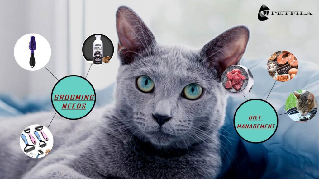Ultimate Guide to Hypoallergenic Cats: Sneeze-Free Joy