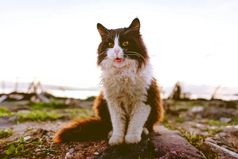 13 Hypoallergenic Cat Breeds For Allergy Sufferers