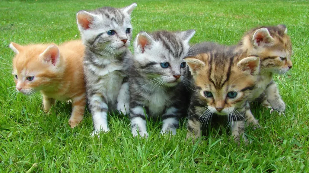 Debunking 10 Concerning Hypoallergenic Cat Myths