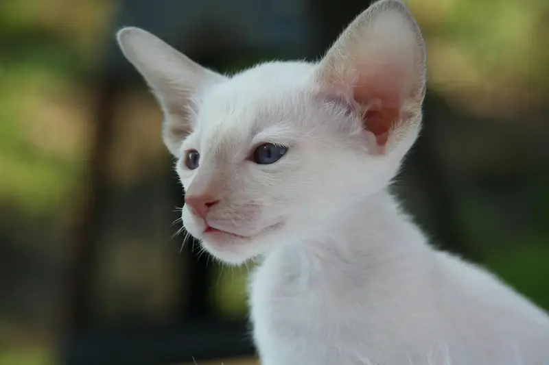 13 Hypoallergenic Cat Breeds For Allergy Sufferers