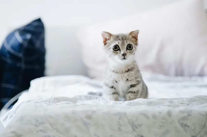 13 Hypoallergenic Cat Breeds For Allergy Sufferers