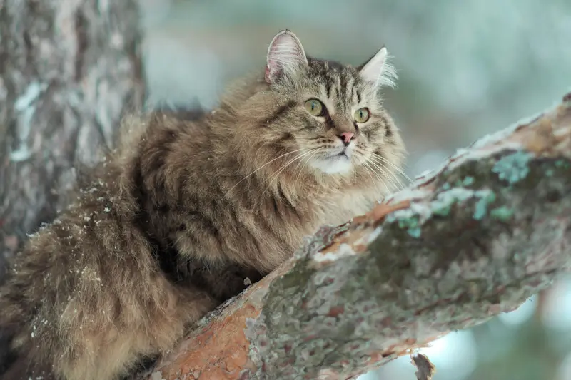 13 Hypoallergenic Cat Breeds For Allergy Sufferers