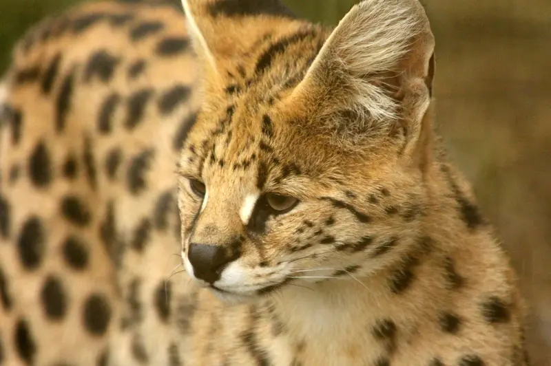 13 Hypoallergenic Cat Breeds For Allergy Sufferers